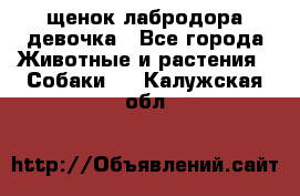 щенок лабродора девочка - Все города Животные и растения » Собаки   . Калужская обл.